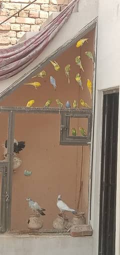 parrot for sale 500 ki jodi