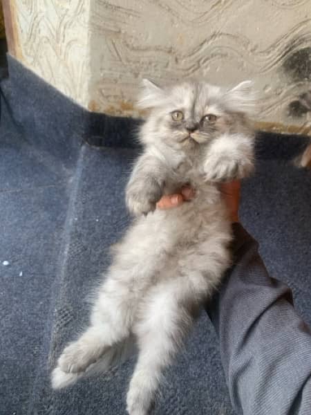 Persian Kitten Triple coated 1