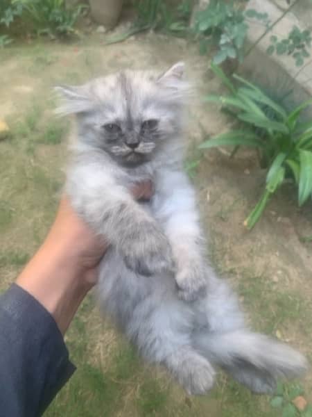 Persian Kitten Triple coated 3