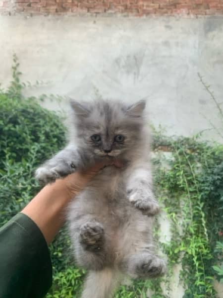 Persian Kitten Triple coated 4