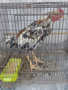Sindhi rooster