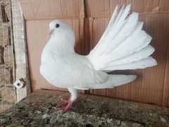 Lakky Kabootar Fancy Pigeon Male