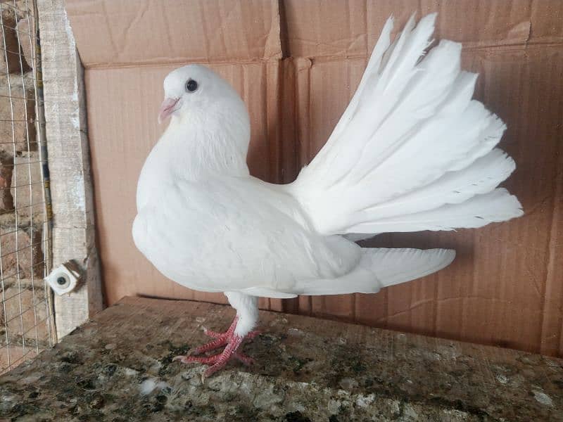 Lakky Kabootar Fancy Pigeon Male 0