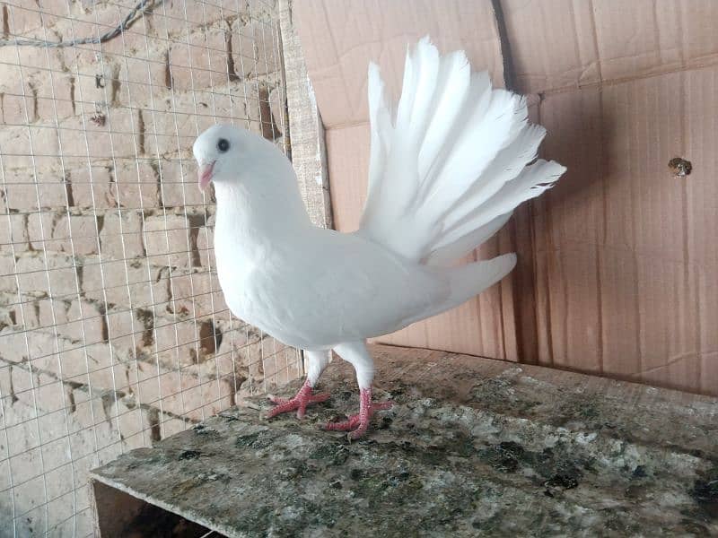 Lakky Kabootar Fancy Pigeon Male 1