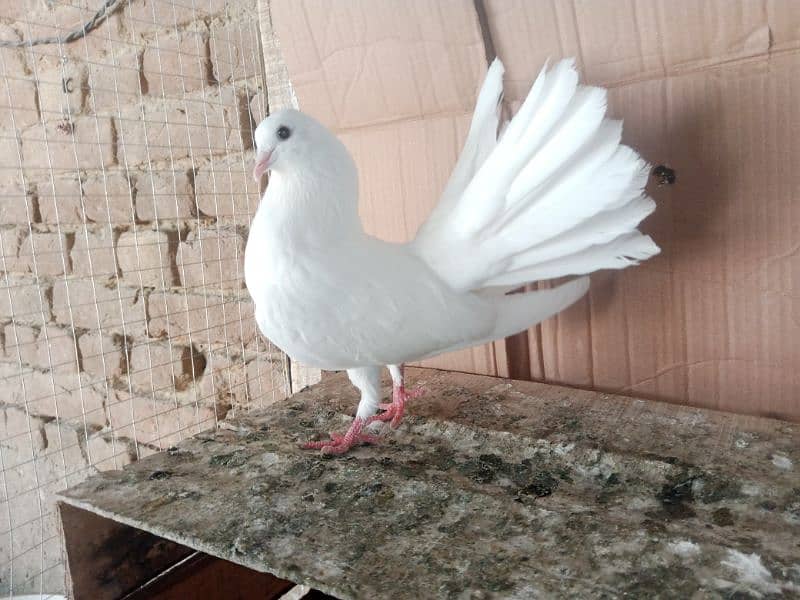Lakky Kabootar Fancy Pigeon Male 2