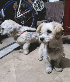 Toy Puddle Dogs pair for sale