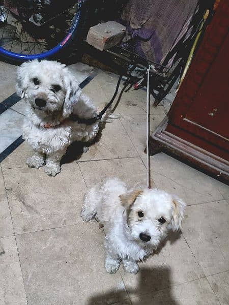Toy Puddle Dogs pair for sale 1