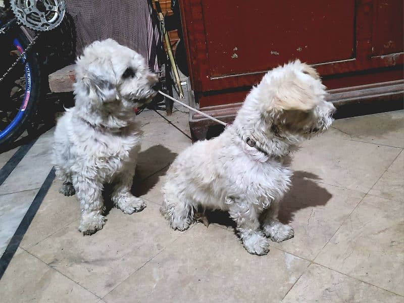 Toy Puddle Dogs pair for sale 2