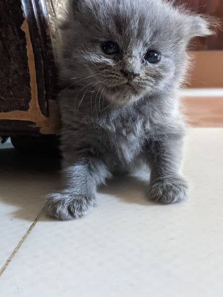 persian kitten for sale 2