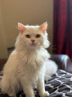 Persian triple coated male for sale