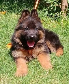 show quality black mask long coat Gsd male puppy for sale
