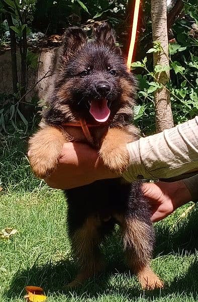 show quality black mask long coat Gsd male puppy for sale 1