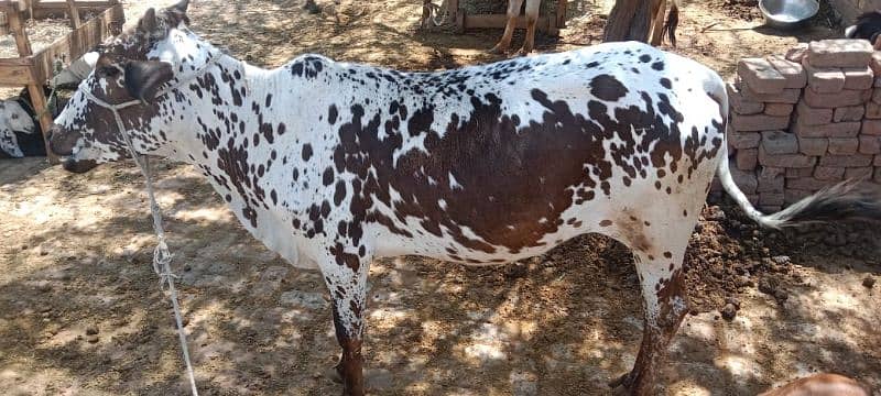 Cow for Qurbani 2024 0
