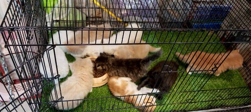 persian cats and kittens 7