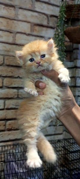 persian cats and kittens 8
