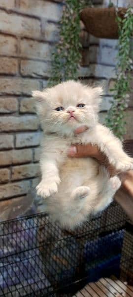 persian cats and kittens 7