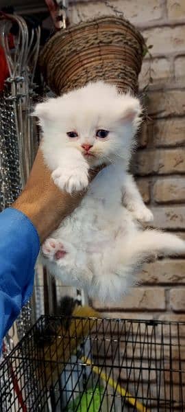 persian cats and kittens 8