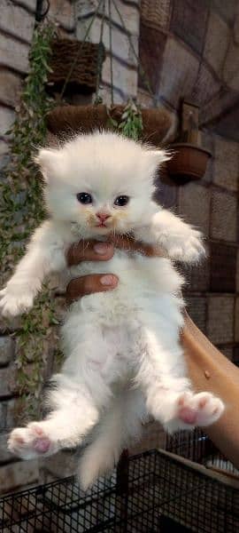 persian cats and kittens 9