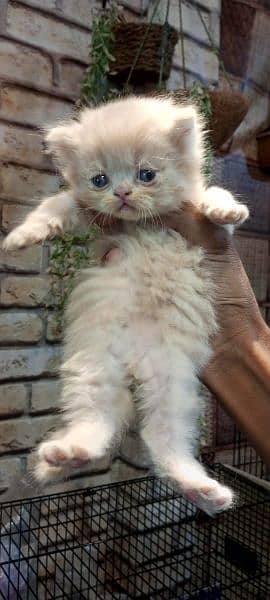 persian cats and kittens 9