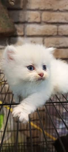 persian cats and kittens