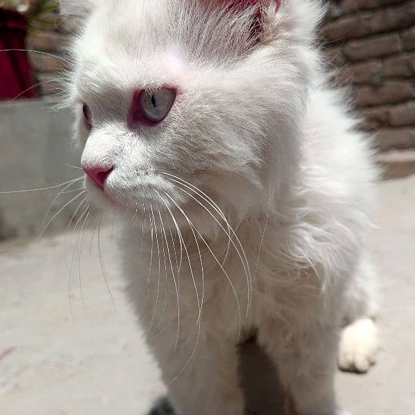 3 months old Persian Double coat 0