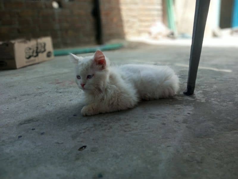 3 months old Persian Double coat 3