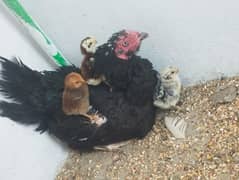 sandhi hen and chicks