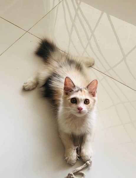 Calico Persian Female Cat 0