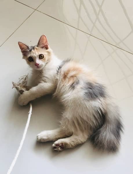 Calico Persian Female Cat 1