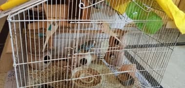 Australian Parrots (Budgie) for Sale - Cage & Play Pots Included!