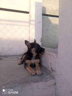 German shepherd 0