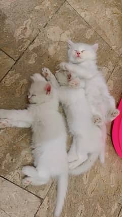 double coat white persian male kittens