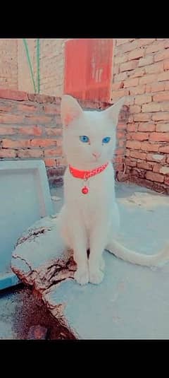 blue eyes persian cat