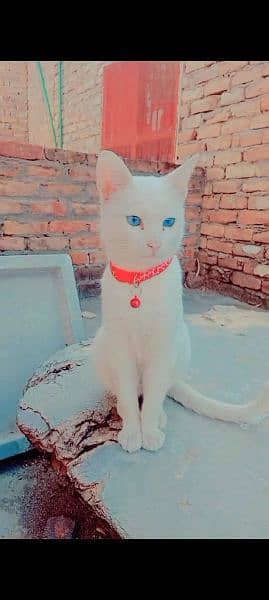 blue eyes persian cat 0