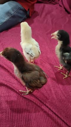 pakoya Thai and shamo aseel chicks for sale 03244145082