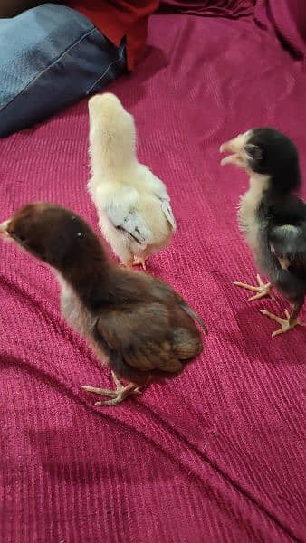 pakoya Thai and shamo aseel chicks for sale 03244145082 0