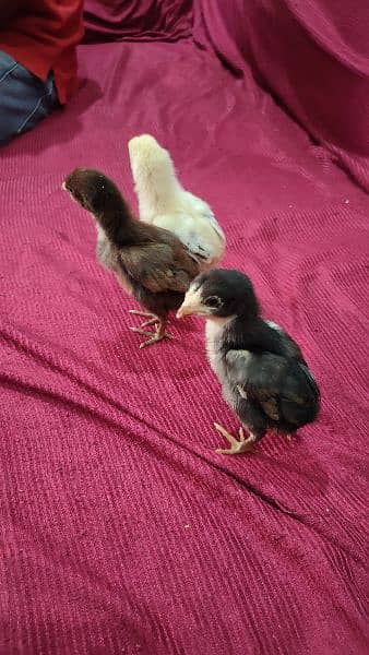 pakoya Thai and shamo aseel chicks for sale 03244145082 1