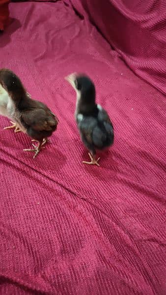 pakoya Thai and shamo aseel chicks for sale 03244145082 2