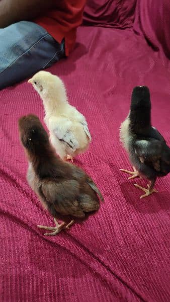 pakoya Thai and shamo aseel chicks for sale 03244145082 3