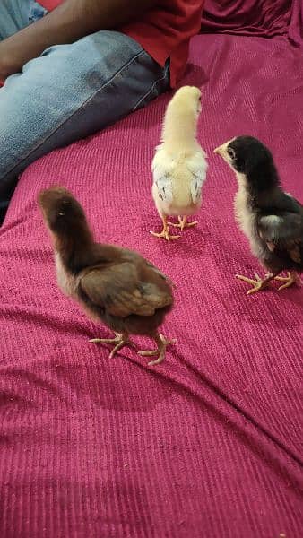 pakoya Thai and shamo aseel chicks for sale 03244145082 4