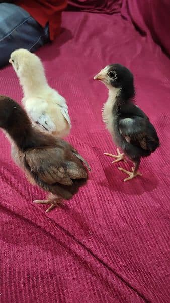 pakoya Thai and shamo aseel chicks for sale 03244145082 5