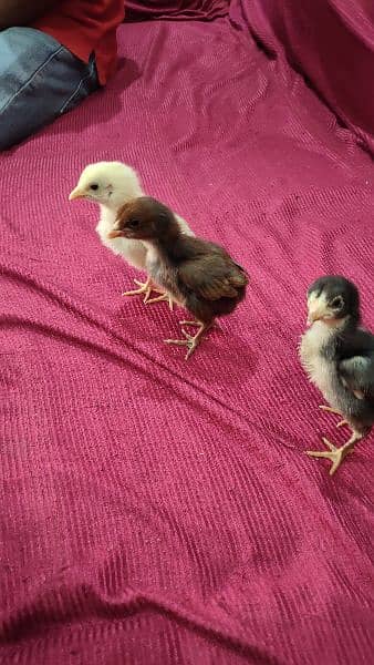 pakoya Thai and shamo aseel chicks for sale 03244145082 6