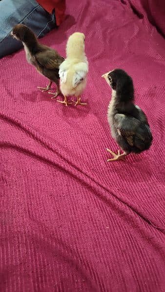 pakoya Thai and shamo aseel chicks for sale 03244145082 7