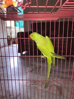 green parrot with cage