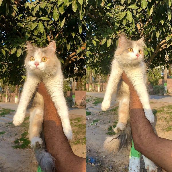Persian hamalian british punch face piki face cat's and kitten's 6