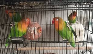cocktails + different parrots