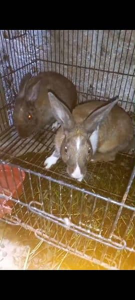 brown rabbit pair for sale 2