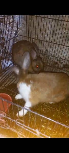 brown rabbit pair for sale 3