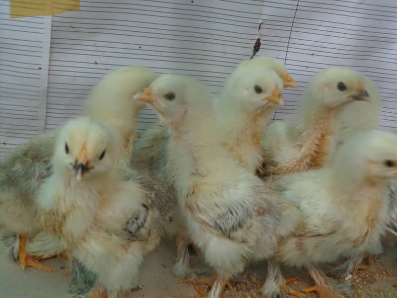Healthy Chicks Available (Light Brahma) - Lahore 0