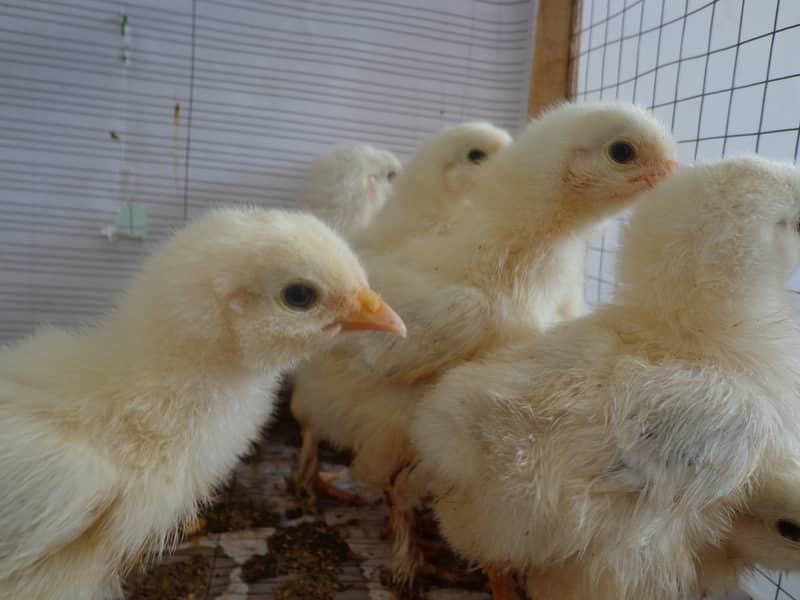 Healthy Chicks Available (Light Brahma) - Lahore 1